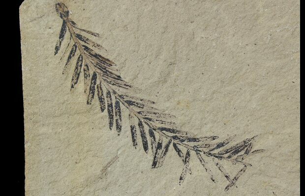 metasequoia fossil metasequoia fossil